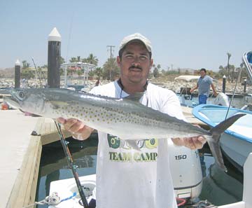 Sierra mackerel caught at Los Cabos, Mexico.