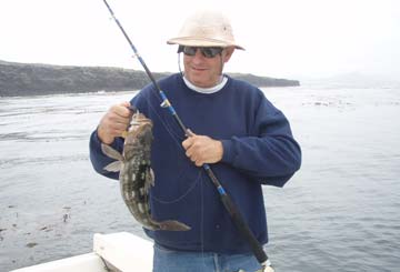Calico bass caught in fishing at Isla San Martin, Mexico.