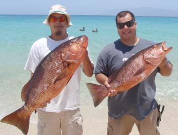 Dog snappers caught at La Paz, Mexico.