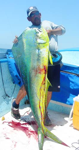 Dorado caught near fishing nets at Loreto, Mexico.