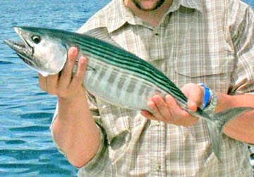 Kawa kawa tuna caught at East Cape, Mexico.