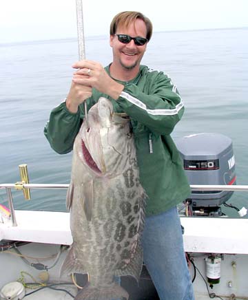 Gulf grouper caught in fishing at Magdalena Bay, Mexico.