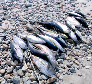 Tuna fishing at Magdalena Bay, Mexico.