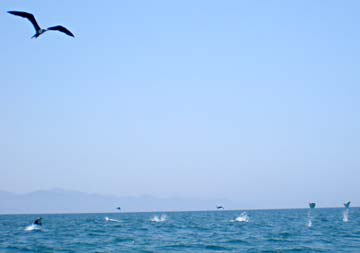 Jumping mobula manta rays at La Paz, Mexico.