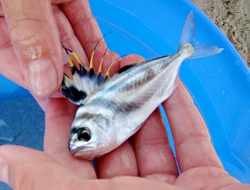 San Carlos, Mexico tiny roosterfish photo 2