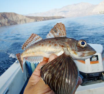 Bahia de los Angeles, Mexico species fishing photo 1