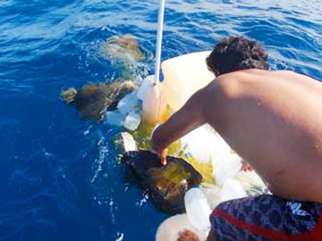 Isla Cerralvo, Mexico sea turtle release photo 1