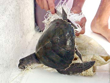 Cabo San Lucas, Mexico sea turtle rescue photo 1