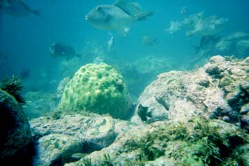 Isla Angel de la Guarda, Mexico diving photo 1