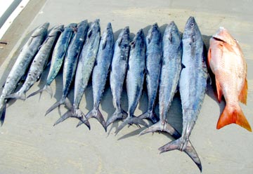 Cancun, Mexico king mackerel fishing photo 1