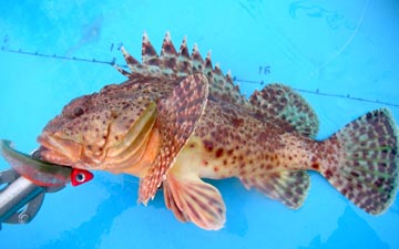 Scorpionfish species photo 1