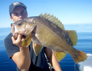 Very large olive rockfish, or "Johnny Bass"