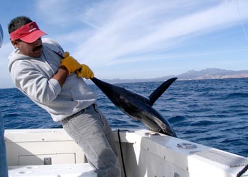 Cabo San Lucas marlin catch