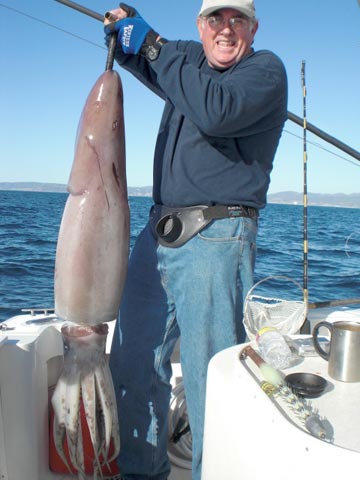 Ensenada Humboldt giant squid