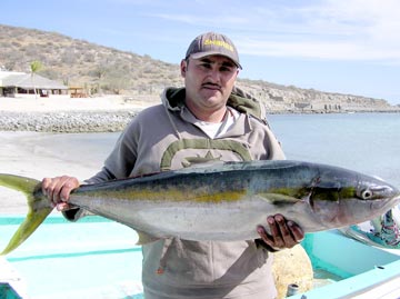 Yellowtail caught at La Paz