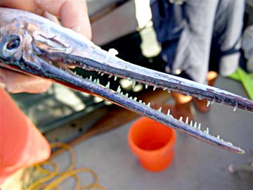 Mexican needlefish with blue teetch