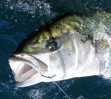 Loreto yellowtail caught with a circle hook.