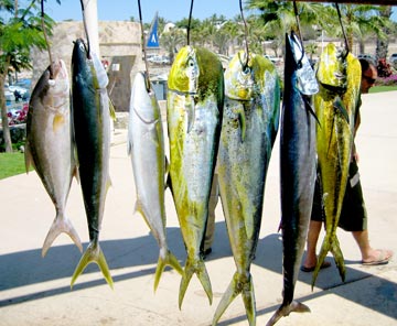 Mixed catch at Punta Palmilla.