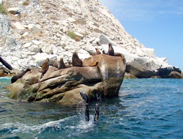 Sea lion colony at Los Frailes.