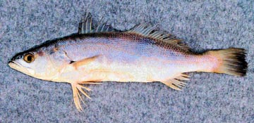 Unknown fish species collected at San Jose del Cabo.