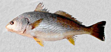 Unknown fish species collected at San Jose del Cabo 3.