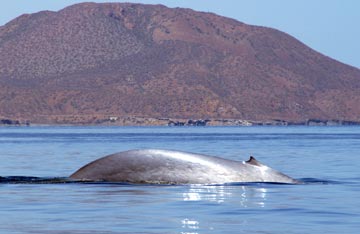 Blue whale at Loreto 1