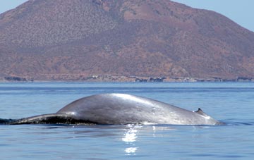 Blue whale at Loreto 2