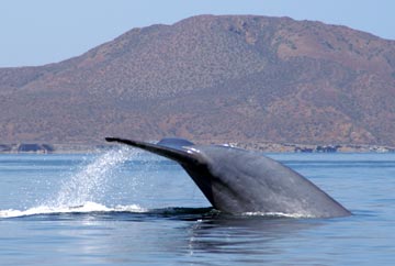 Blue whale at Loreto 4