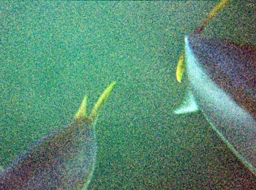 Underwater yellowtail at San Carlos 2