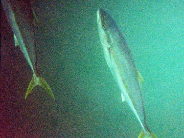 Underwater yellowtail at San Carlos 3