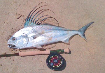 Roosterfish caught while fly fishing from shore at Cabo San Lucas
