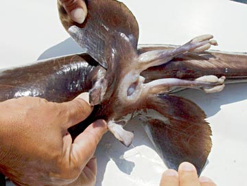 Unknown ratfish species 2