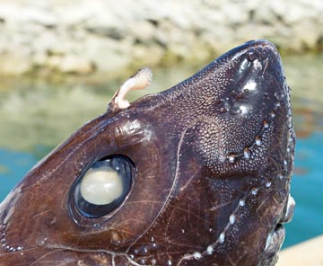 Unknown ratfish species 3