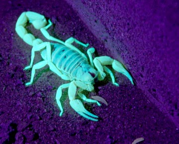 Baja scorpion in UV light