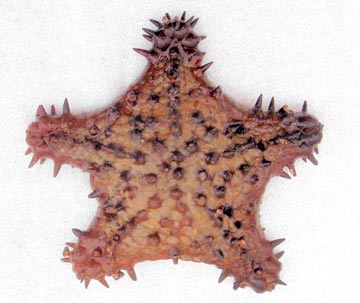 Chocolate chip sea star