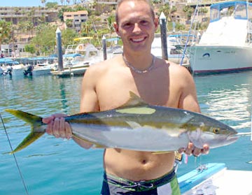 Yellowtail caught at Cabo San Lucas
