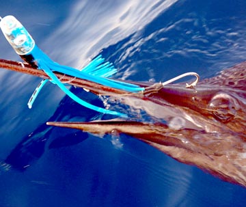 Bill-hooked sailfish at Loreto
