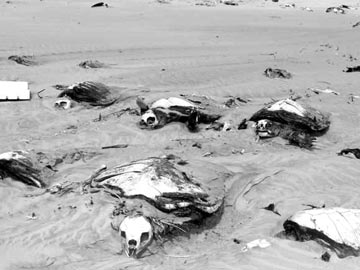 Sea turtle graveyard at Magdalena Bay 2