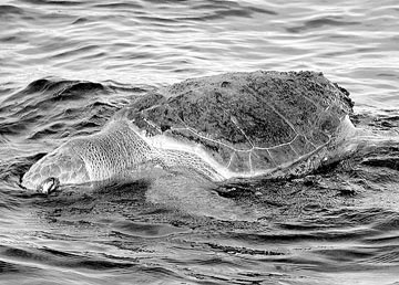 Dead sea turtle at Magdalena Bay