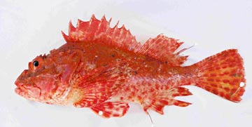 Peruvian scorpionfish