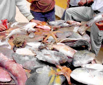 Mexico commercial fishermen's catch
