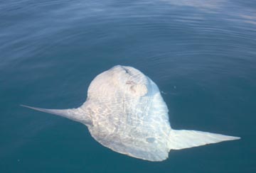 Mola mola seen at East Cape 2