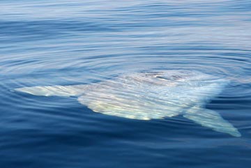 Mola mola seen at East Cape 3