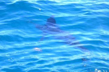 Marlin fishing at Cabo San Lucas 1