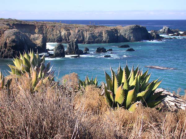 Shore trail north of Puerto Santo Tomas, Mexico.