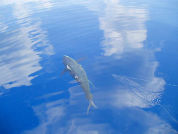 Prime Time Puerto Vallarta Fish Photo 1