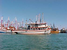 Celia Angelina at Puerto Pe&ntilde;asco, Sonora, Mexico.