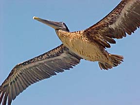 Pelican at Puerto Pe&ntilde;asco, Sonora, Mexico.