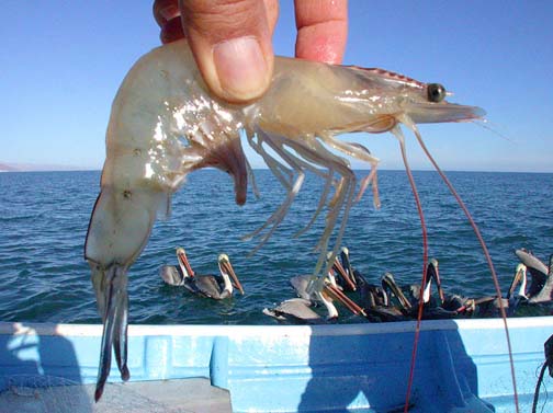 Photo of shrimp caught at San Felipe, Mexico.