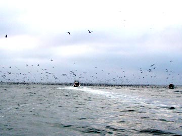 Sea birds feeding off San Quintin, Mexico.